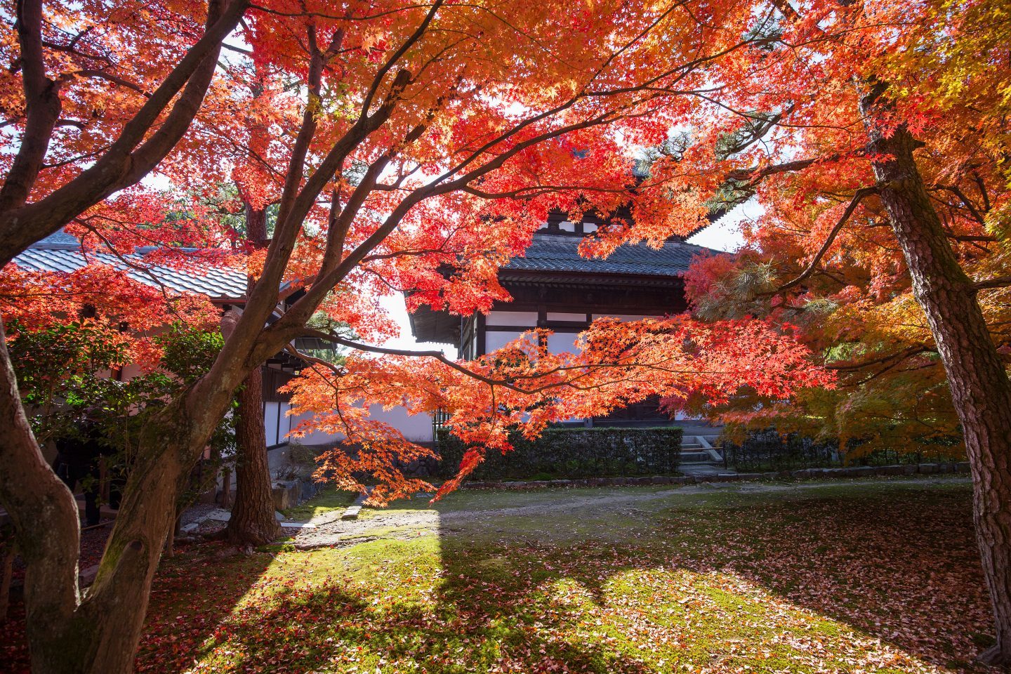 Best places to see the autumn leaves in Japan by month