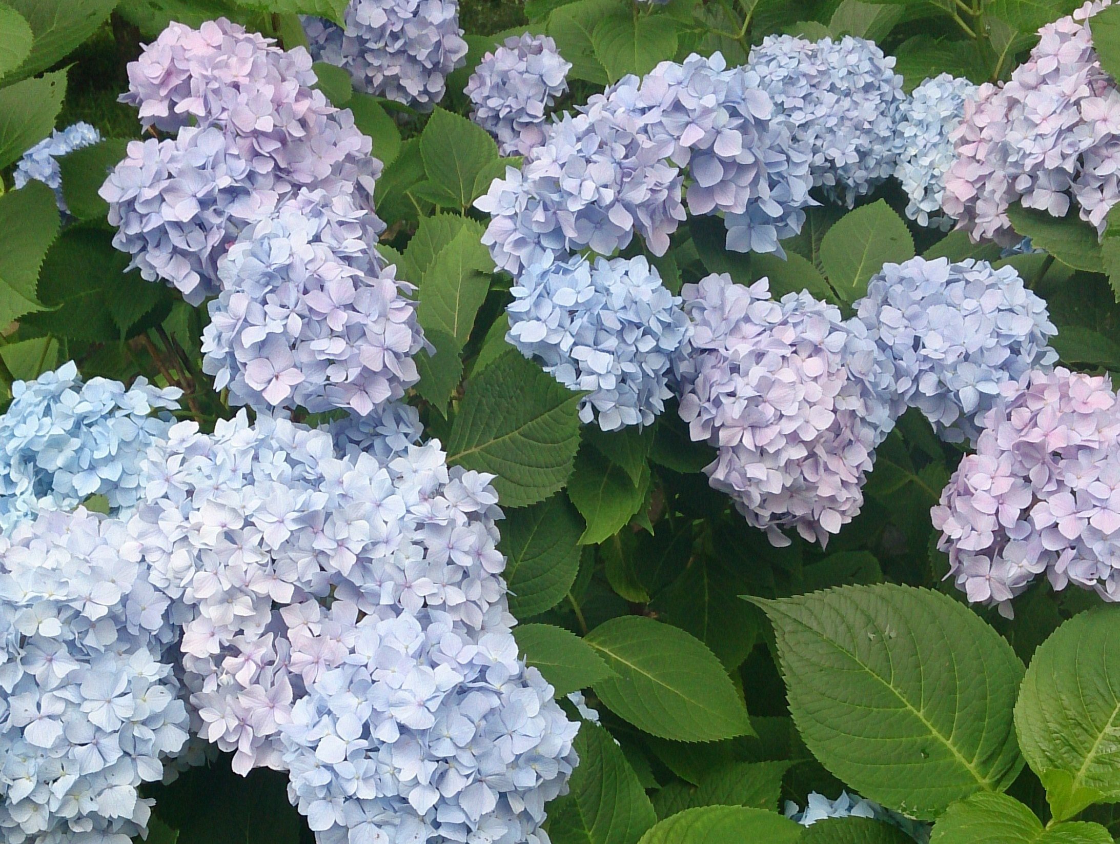 Cherry blossom 5 alternatives for flower enthusiasts InsideJapan Blog