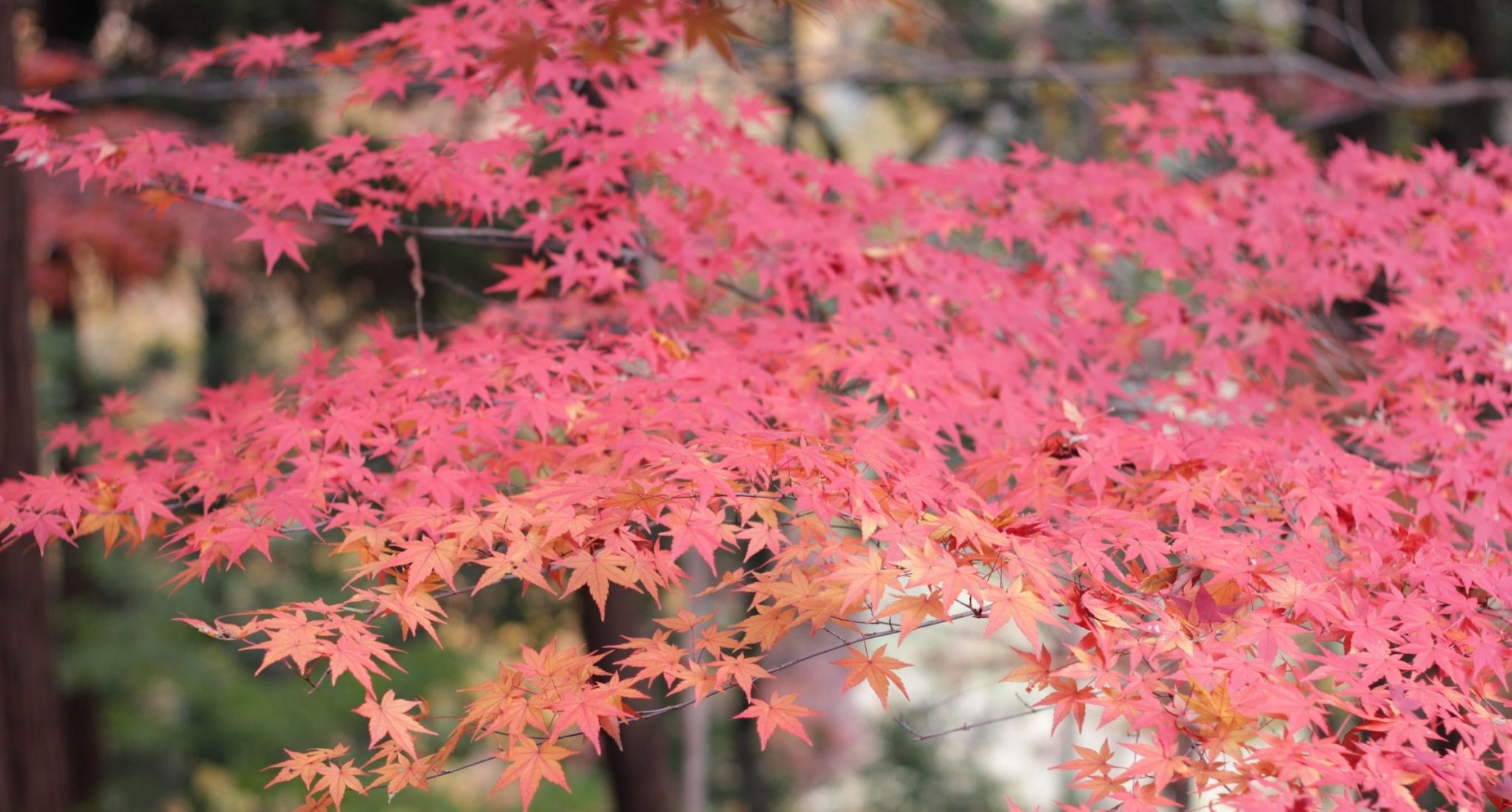 Which Is The Best Season In Japan InsideJapan Tours
