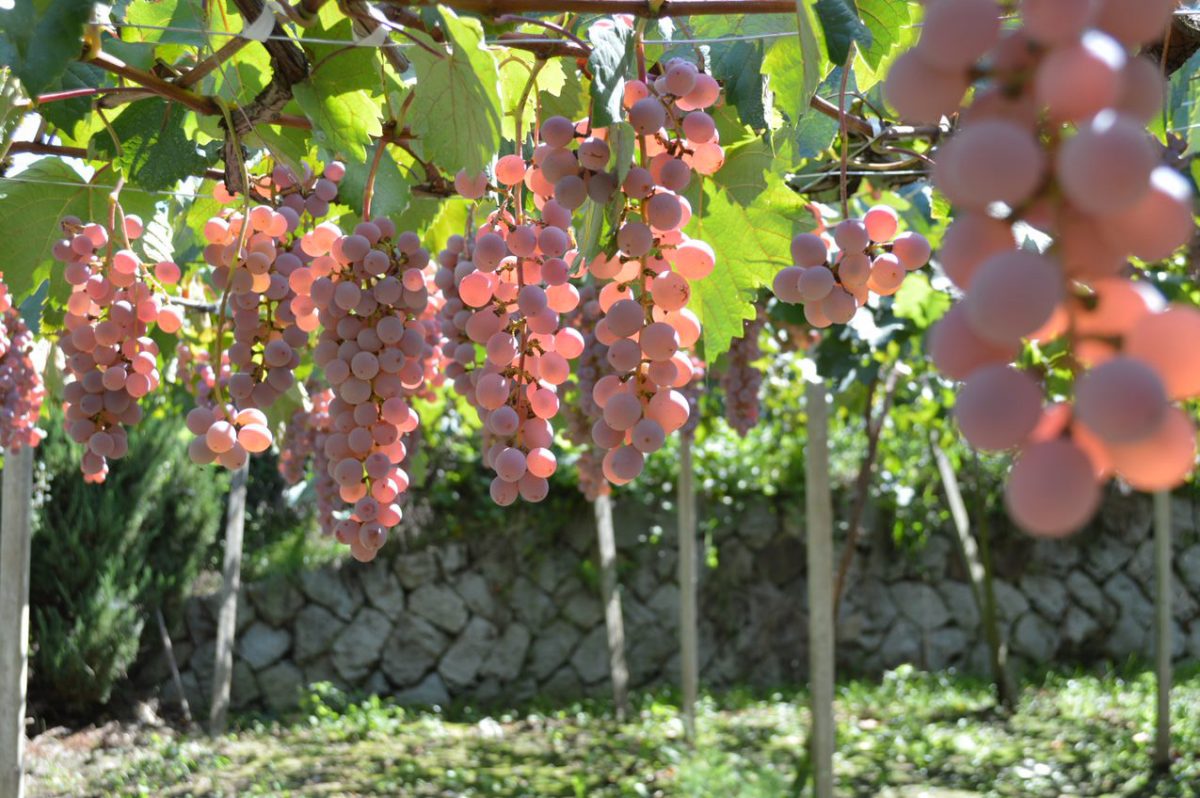 Exploring Japanese wine in the Kōfu Basin InsideJapan Tours