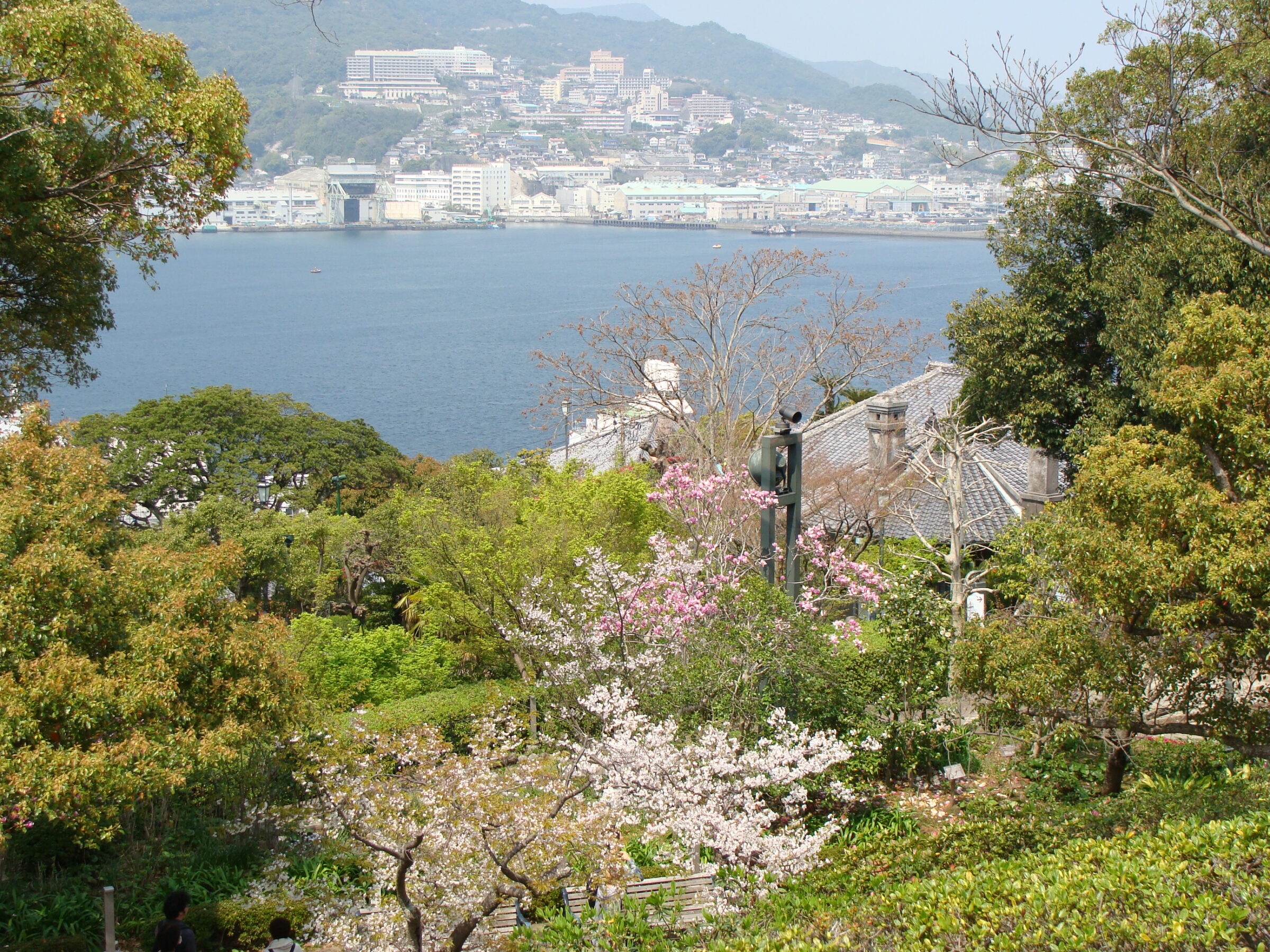 Nagasaki Bay with cherry blossoms - view from Glover Garden
