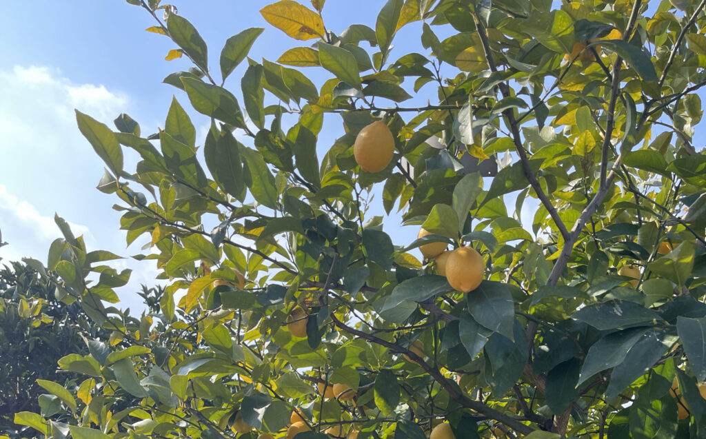 Lemons on a tree in Setoda