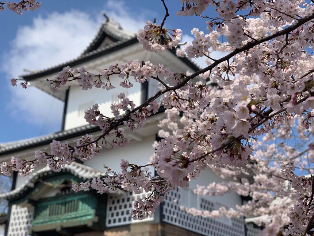 Matsumoto_Castle_Blossom