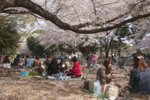 Pink blossom above picnicing Japanese in a park