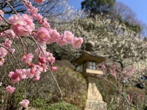 Pink plum blossom by Nakayamadera