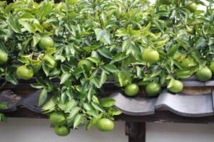 Natsumikan Oranges -green on a tree hanging over a slate roof