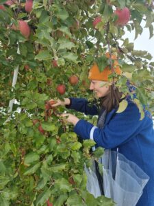 Rachel wearing an orange wooly hat and a blue coat is picking red apples